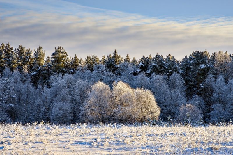 снег зима мороз тень блик Из тени к свету фото превью