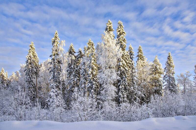 Мороз- художник фото превью