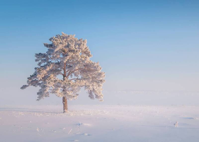 зима, мороз, туман, снег, иней, деревья Солнечно... фото превью