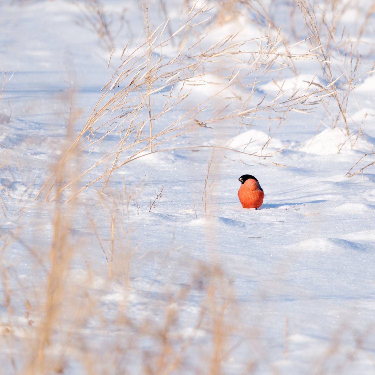 , Бодрягин Виталий