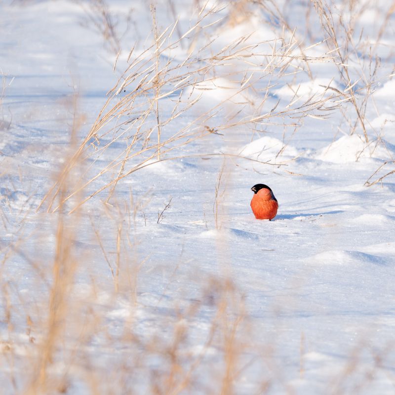 Снегирь фото превью