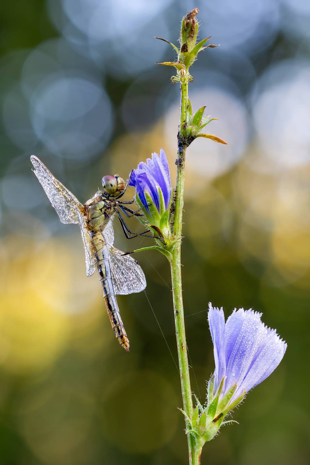 , Кузнецов Дмитрий