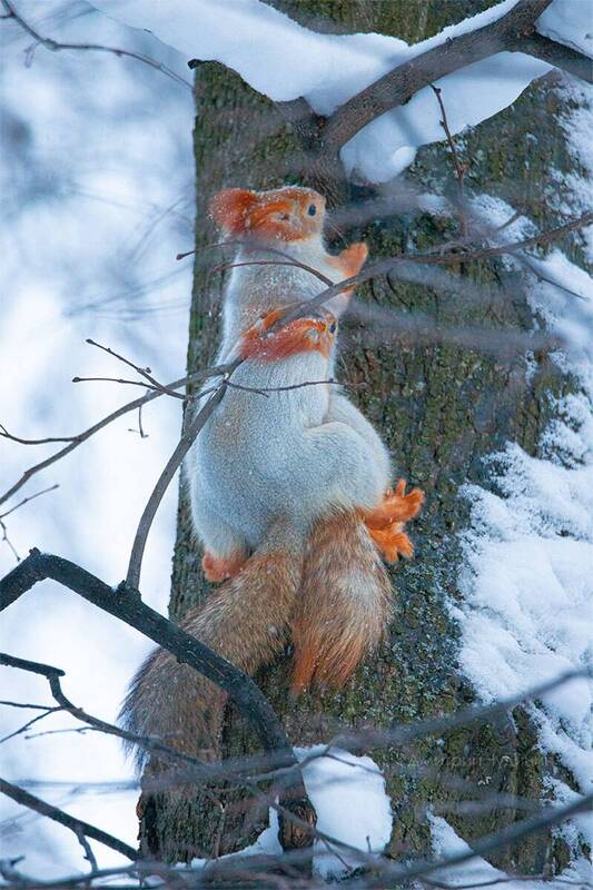 Мороз не помеха фото превью