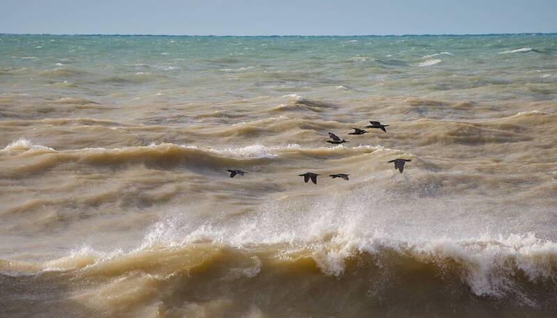 Птицы чёрные летели... фото превью
