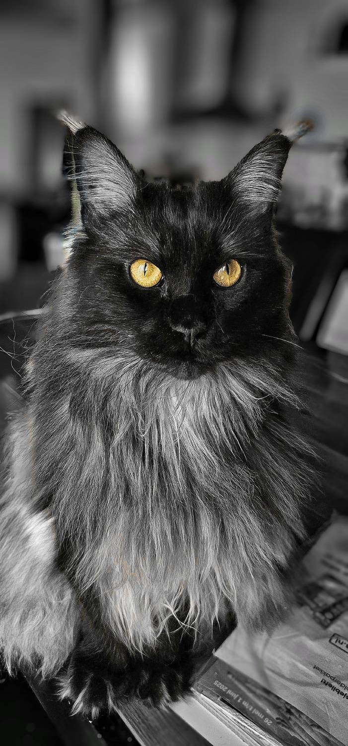 , Melissa Pe&ntilde;a