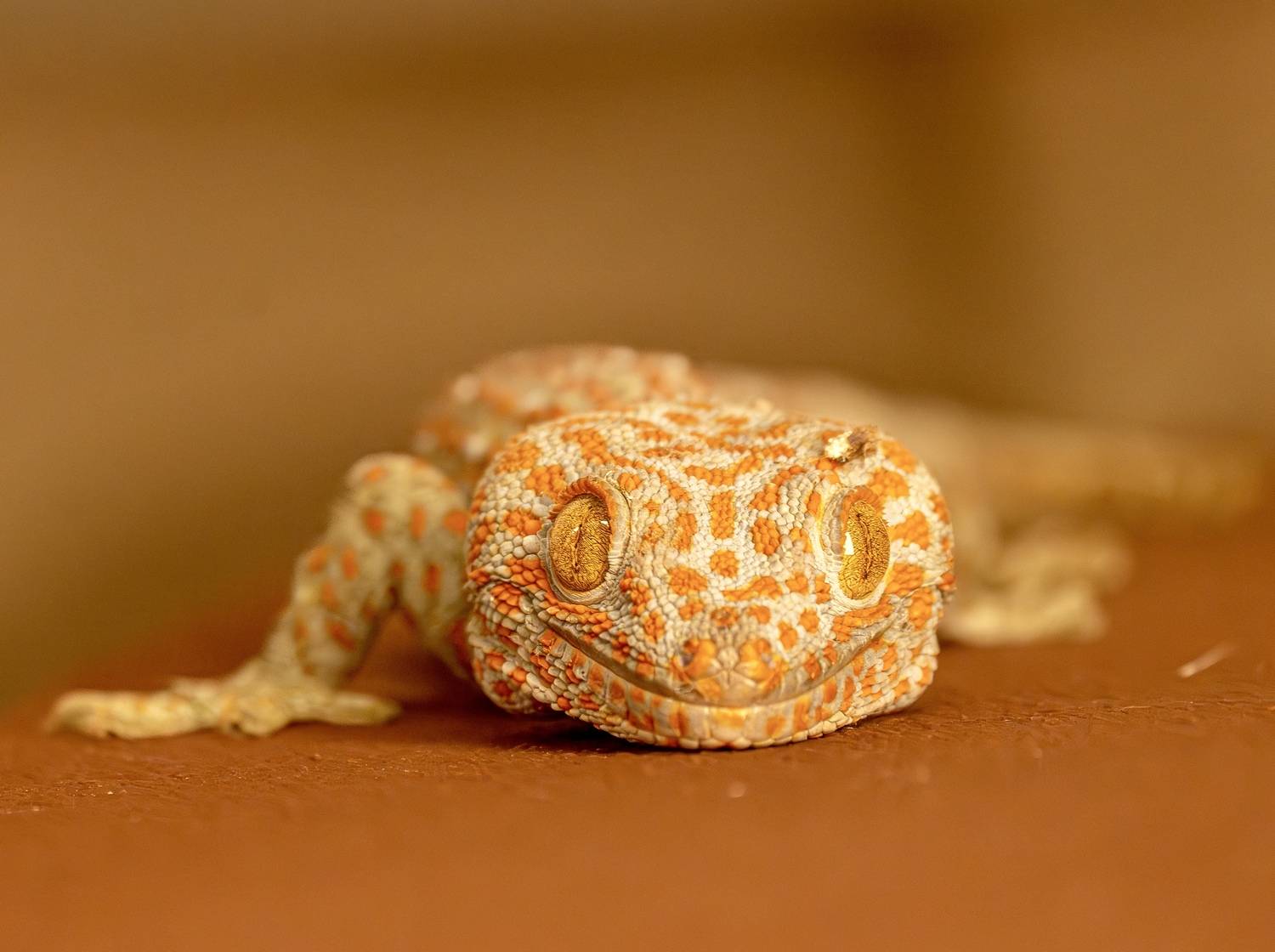 , Владимир Цветов