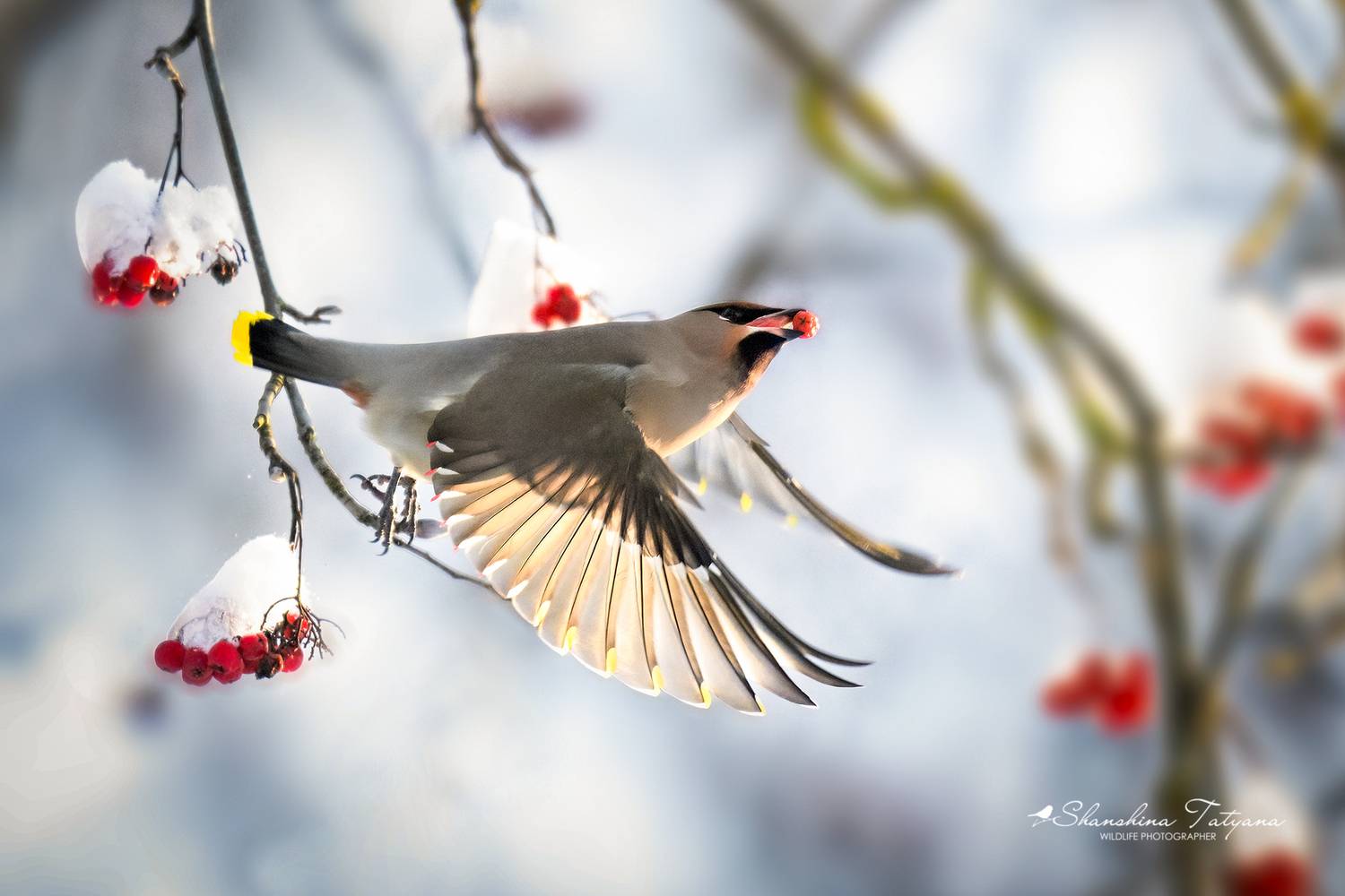 дикая природа, птицы, зима, свиристели, Шаньшина Татьяна
