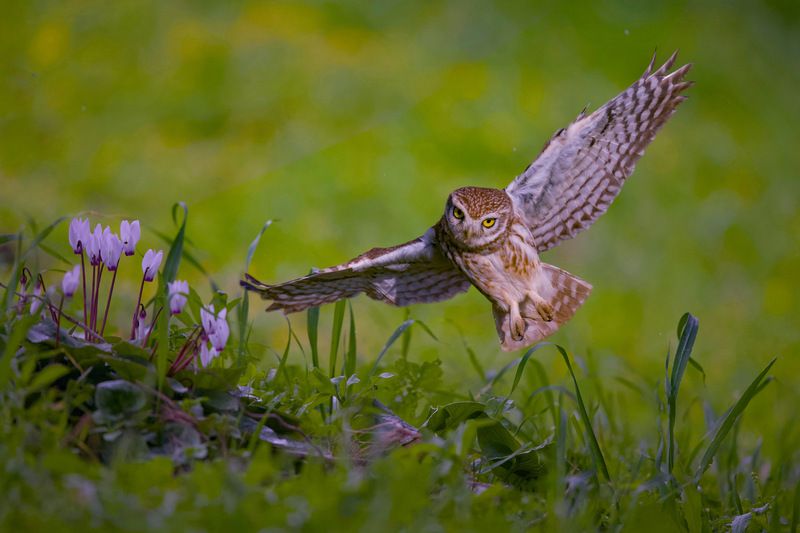 Little owl  фото превью