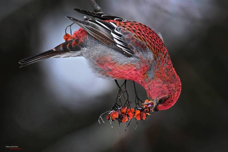 Щур фото превью