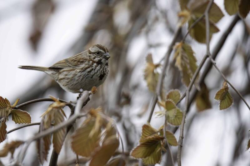 Song Sparrow фото превью