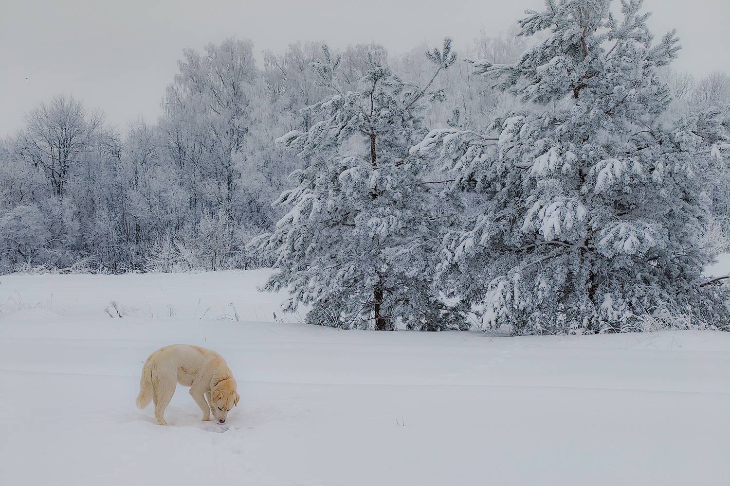 , Кондрашова Светлана