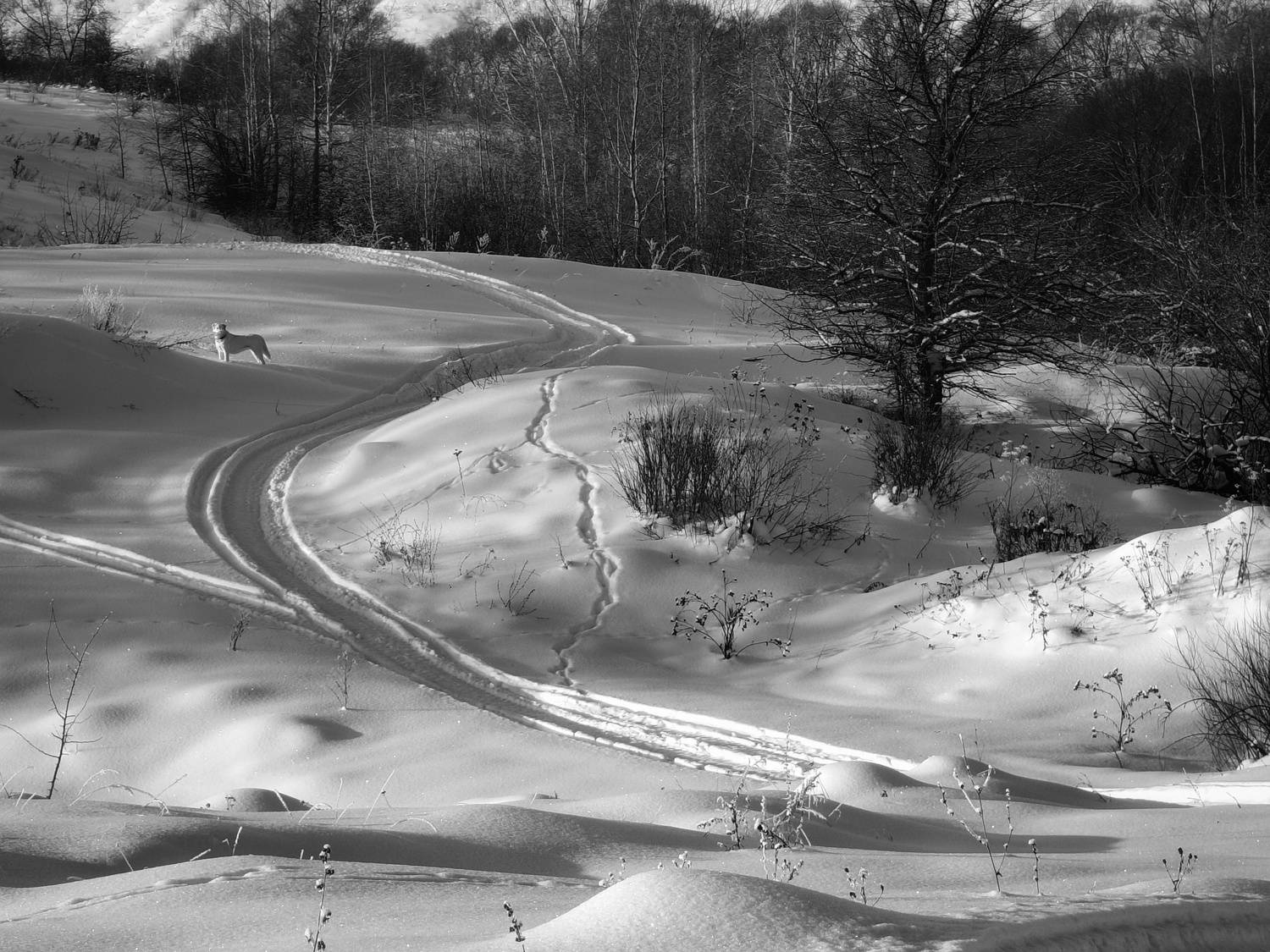 , Кондрашова Светлана