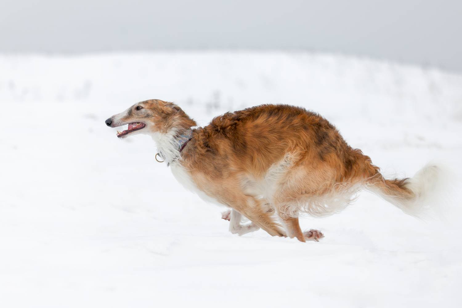 , Ирина Шестакова