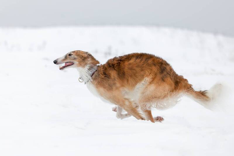 Скорость фото превью