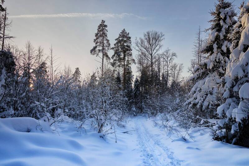 В заснеженном лесу фото превью