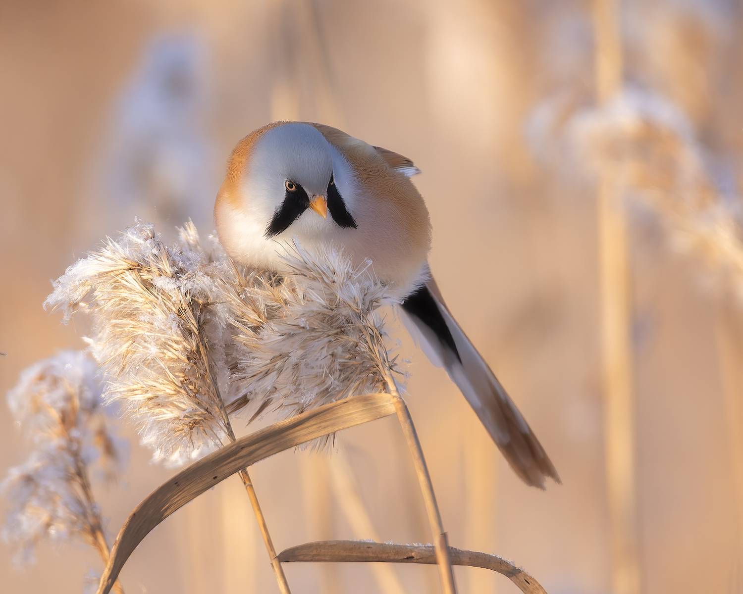 птички, фотоохота, Марголин Алексей
