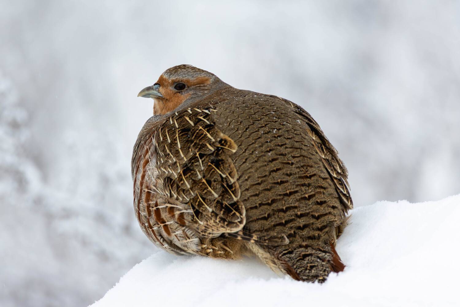 , Жуков Михаил