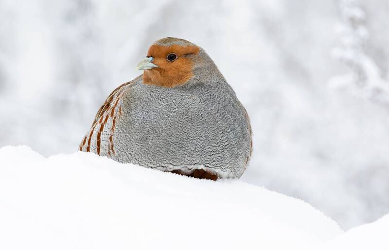 Серая куропатка фото превью