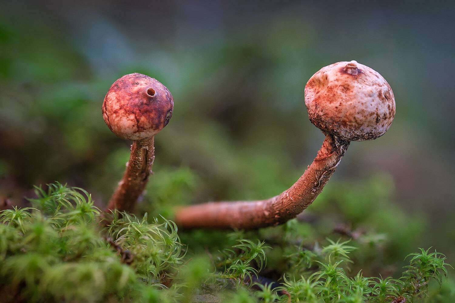 , Владимир Сковородников