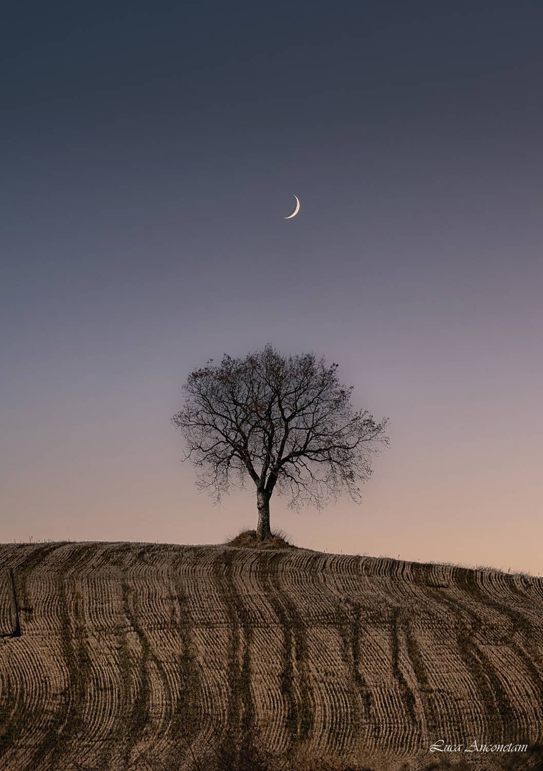 nature tree landscape moon field, Anconetani Luca