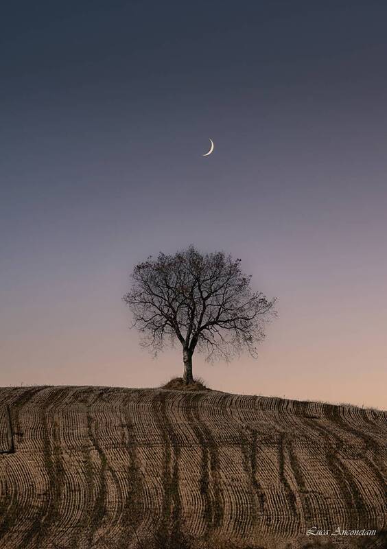 nature tree landscape moon field On the hill фото превью