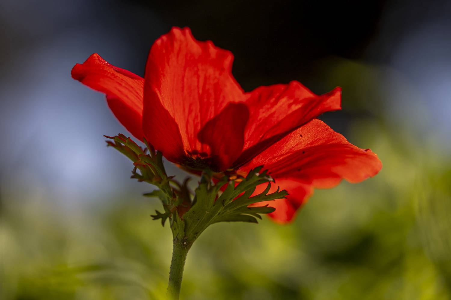 macro, flowers, plants, nature, spring, red, grass, Nikolay Tatarchuk