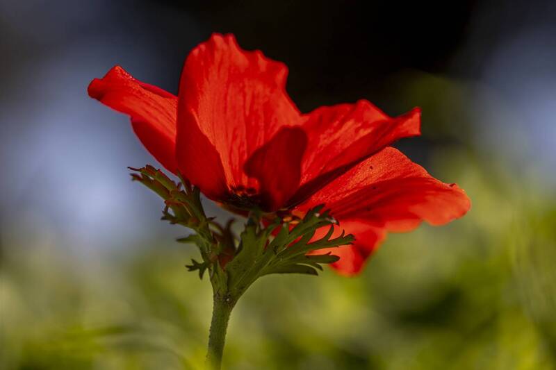 macro, flowers, plants, nature, spring, red, grass flowers фото превью