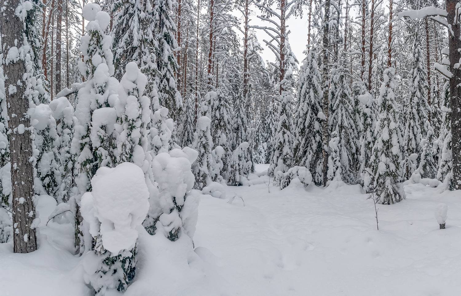 лес, зима, снег, сугроб., Анкудинов Леонид