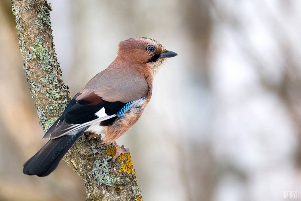 , Дмитрий Доронин