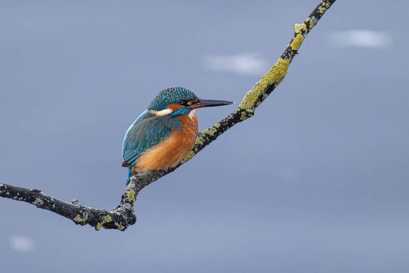 Зимородок фото превью