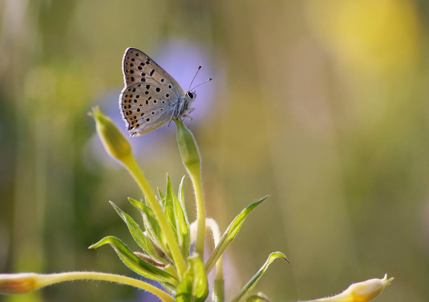 Бабочка, Чепленко Алексей