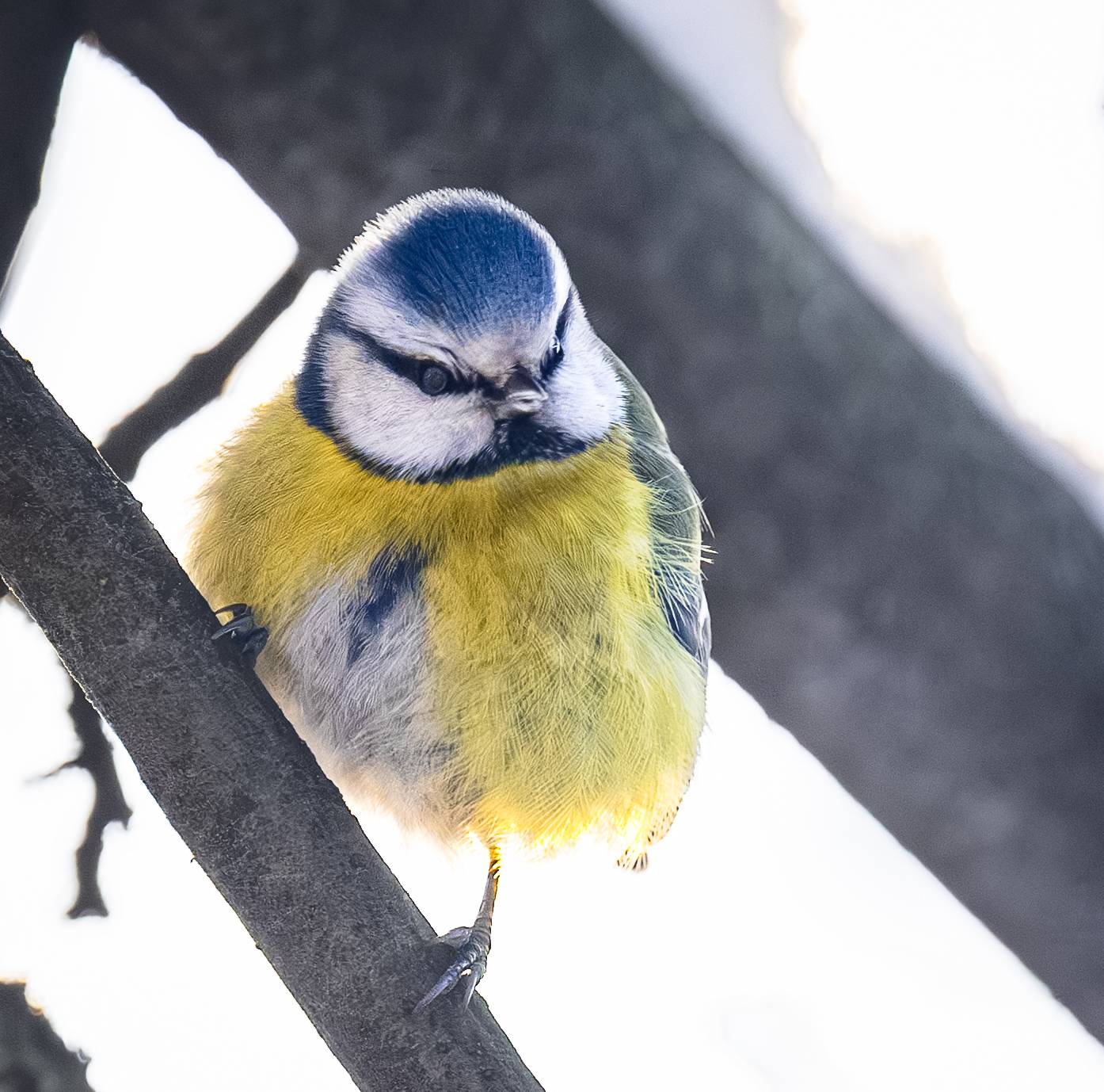 , Курлянцев Алексей