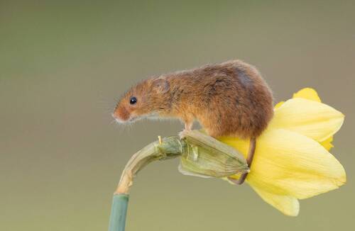 Harvest Mouse