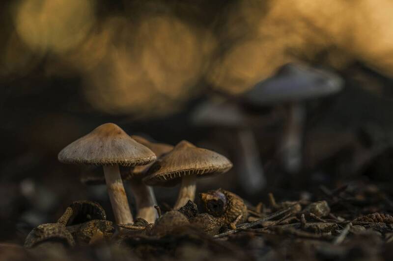 Inocybe geophylla фото превью