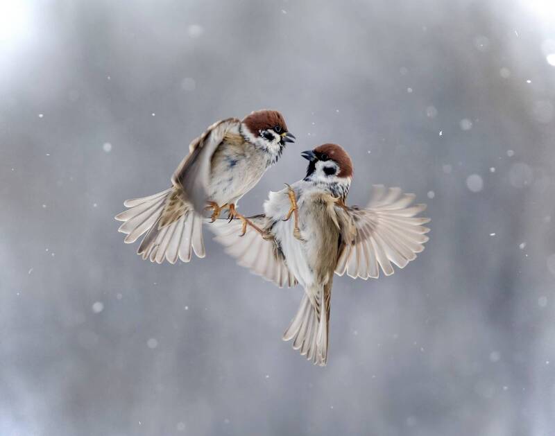 фото превью