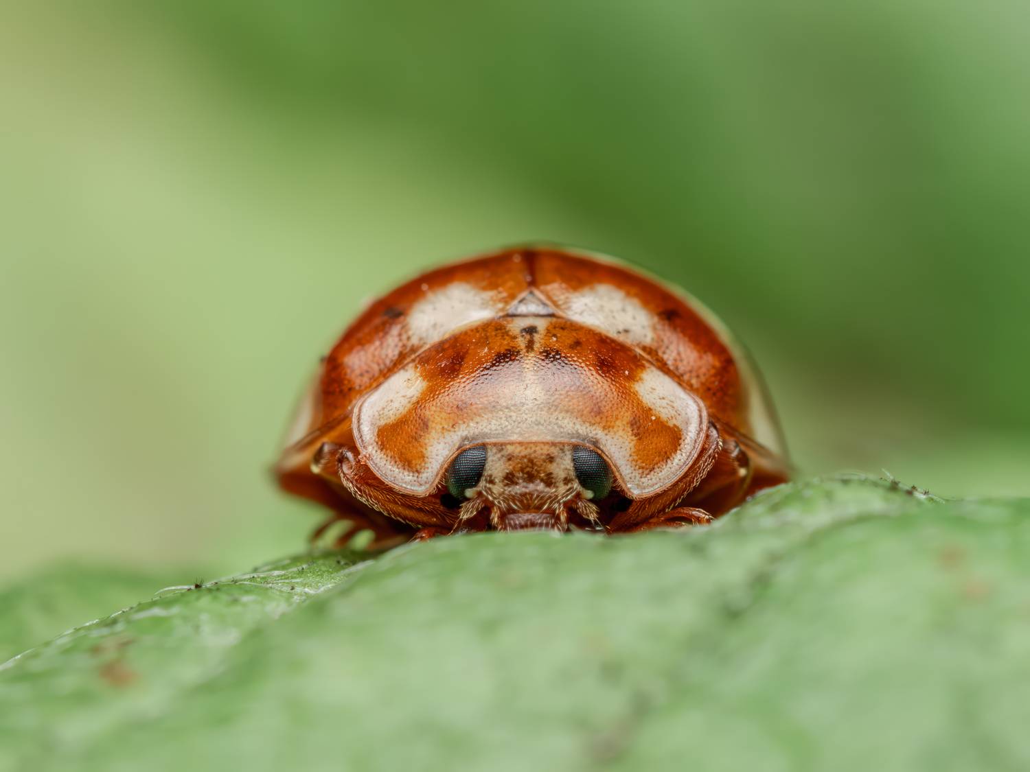 , Миша Усольцев