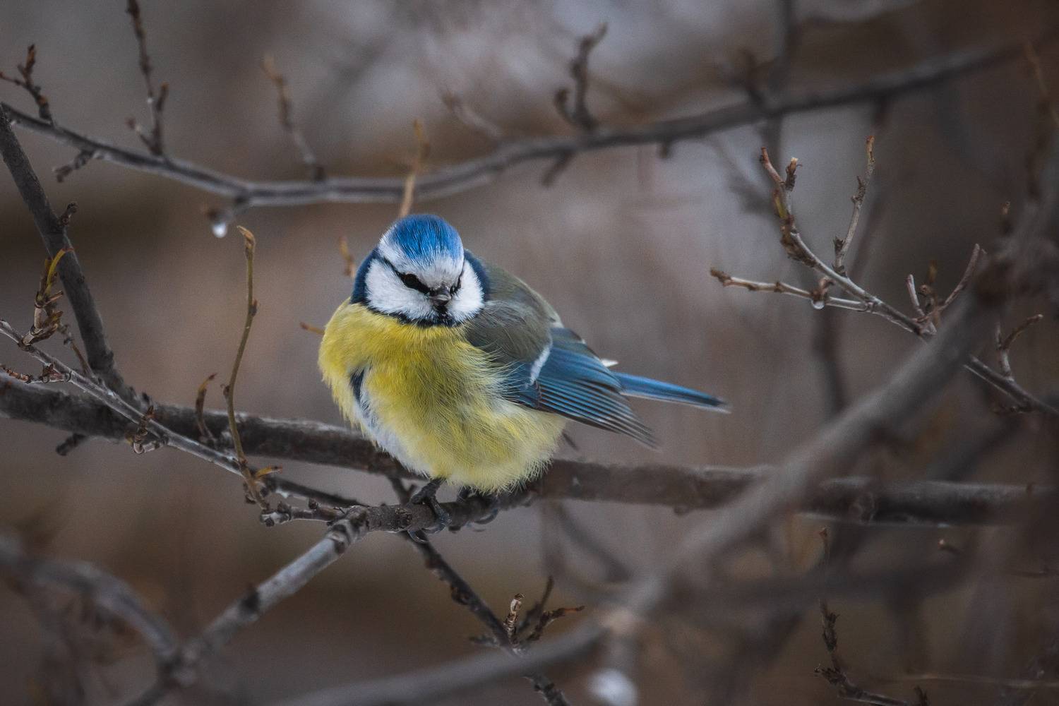 природа России, птицы России, бердвотчинг, Кормашова Татьяна
