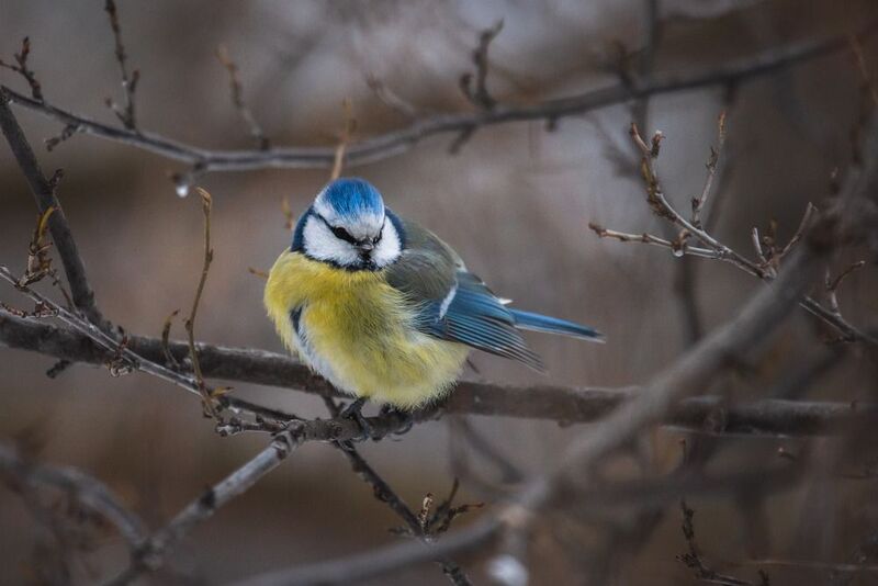 природа России, птицы России, бердвотчинг Лазоревка фото превью