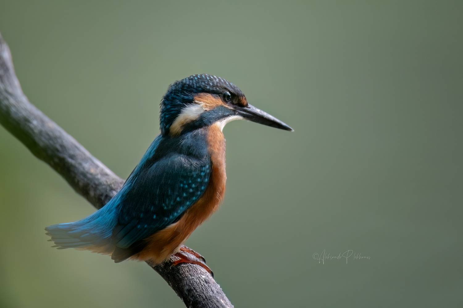 , Плеханов Александр