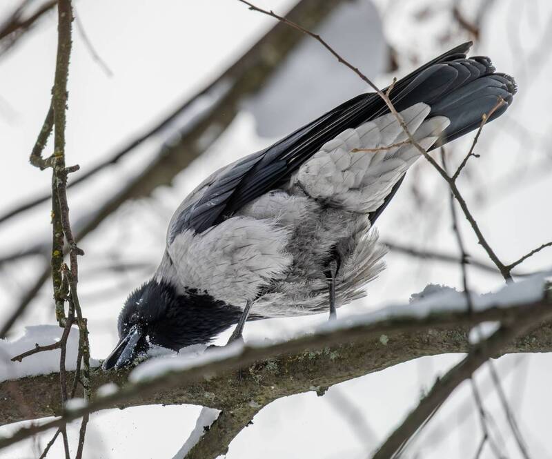 Январский чистоклюв фото превью