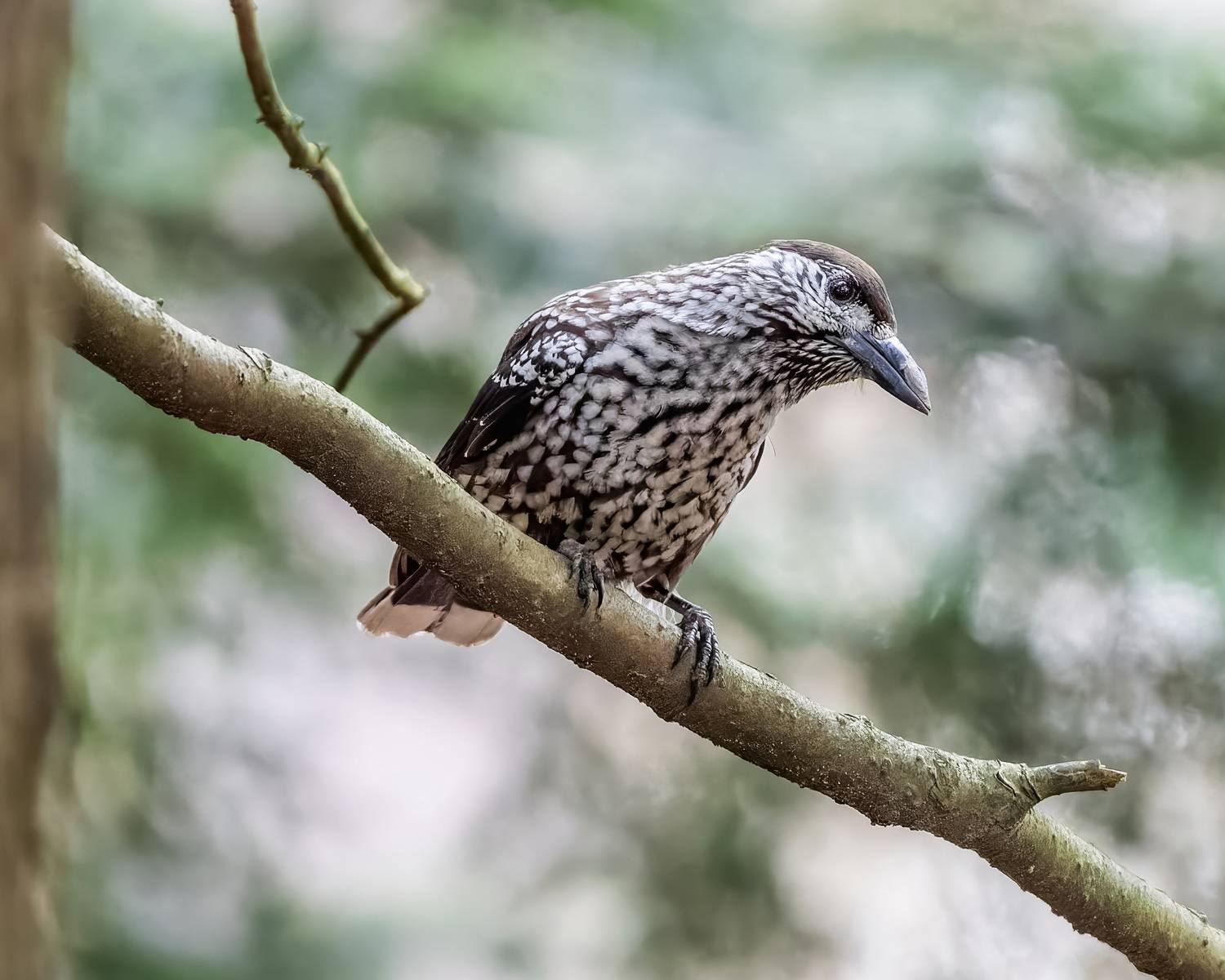 , Дем Константин