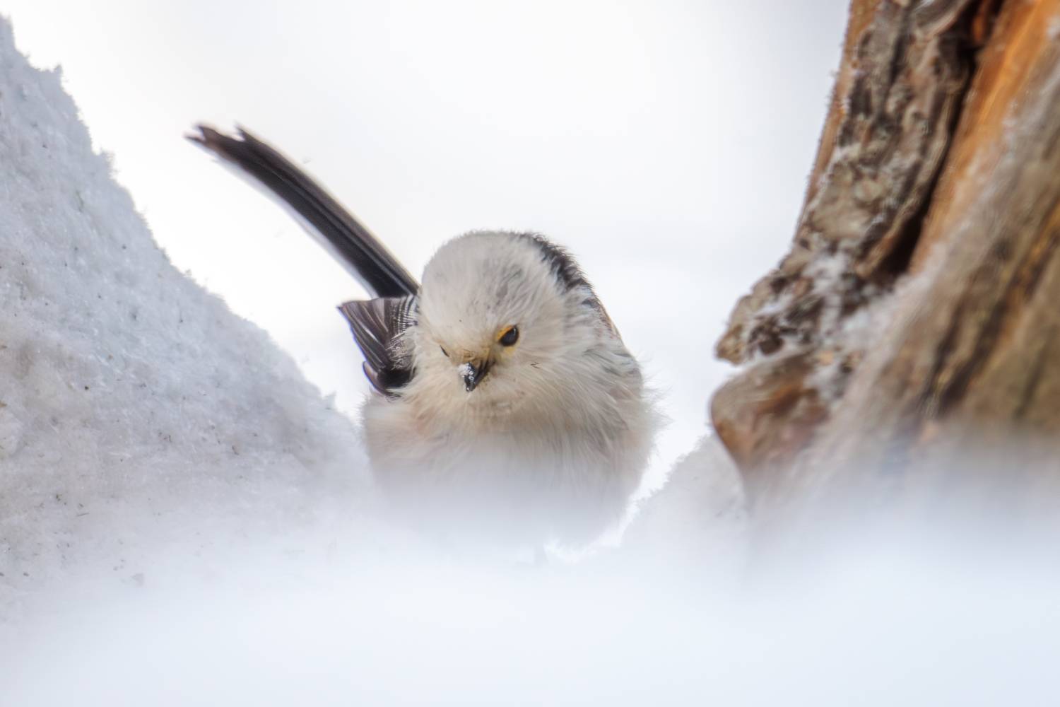, Морозов Сергей