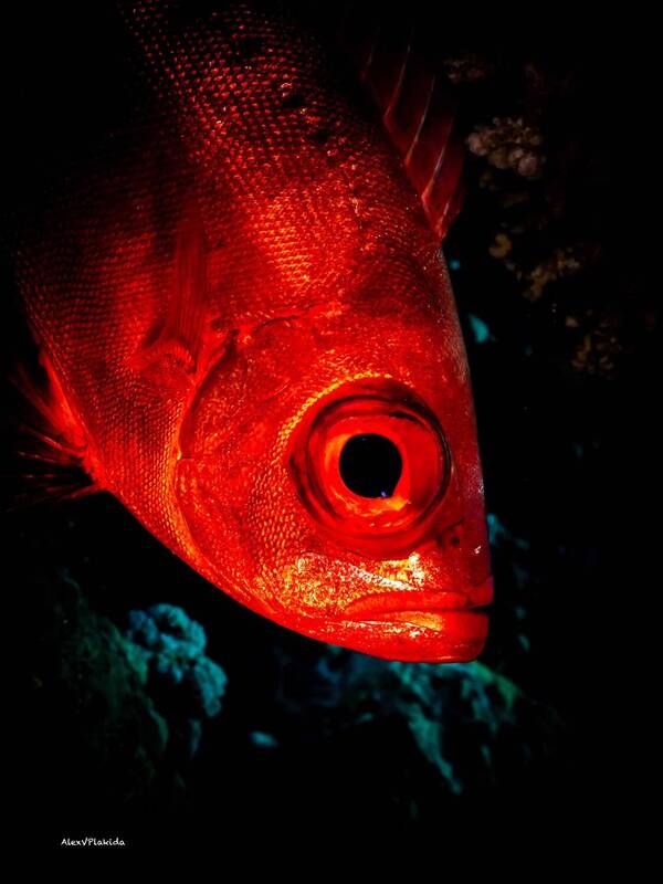 Символ Татьяниного дня? фото превью