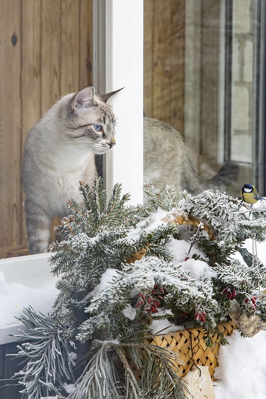 животные, птицы, кормушка для птиц, котики, Охос Азулес, синица Кто кого переглядит фото превью