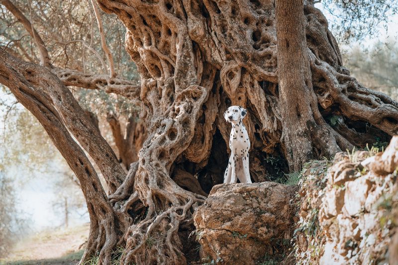 Ancient Olive Tree фото превью