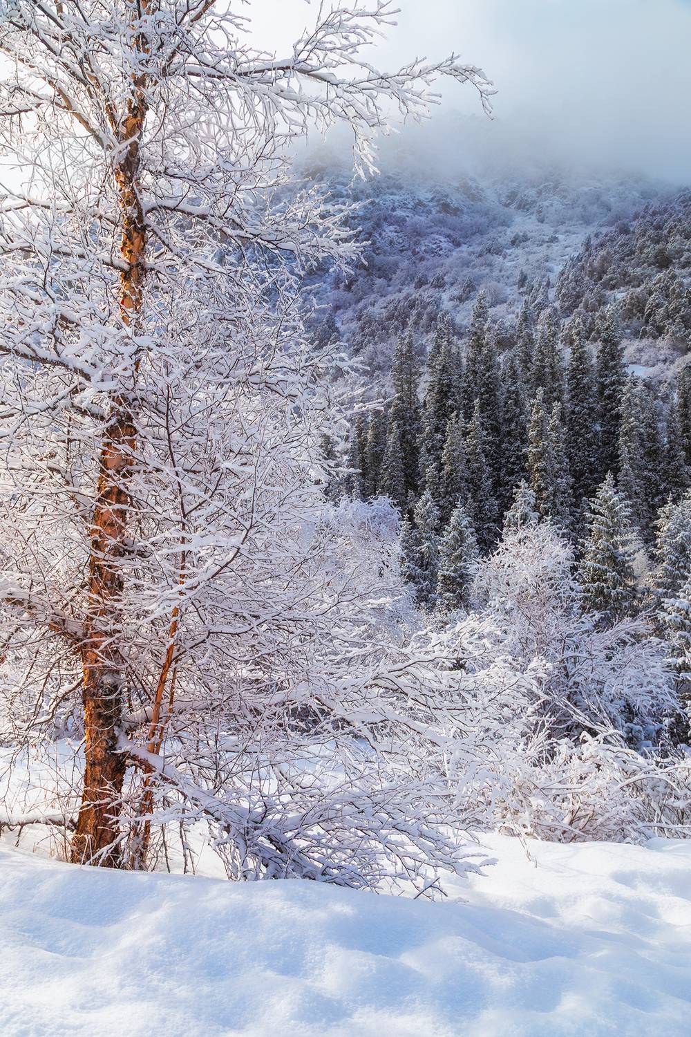 кыргызстан, ала-арча, Элина Магалимова