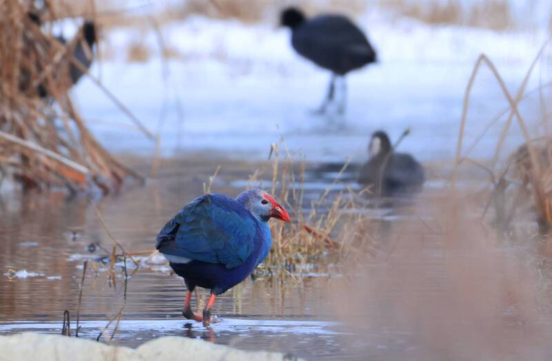 султанка, Султанка.. фото превью