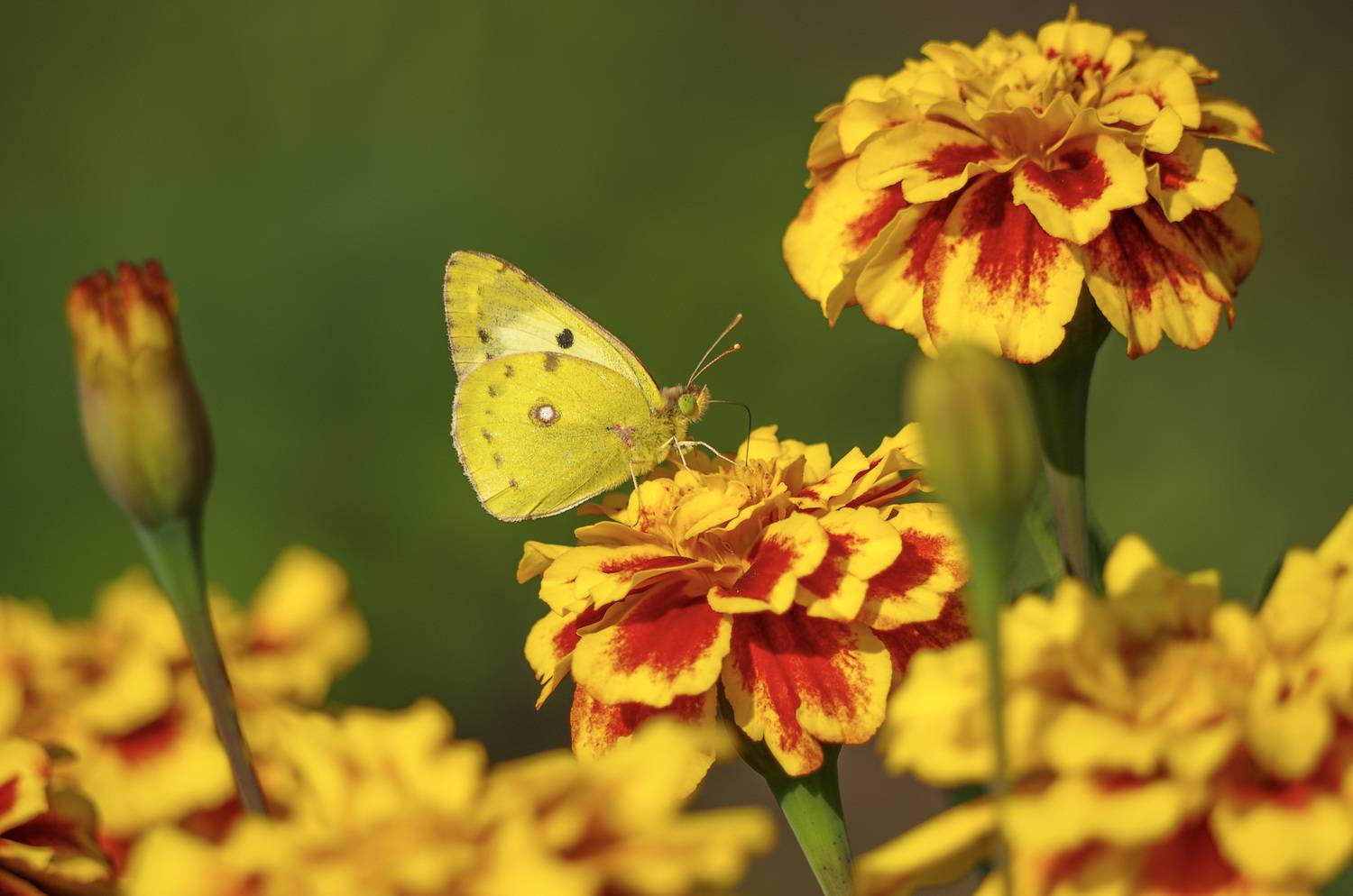 , Михаил Измайлов