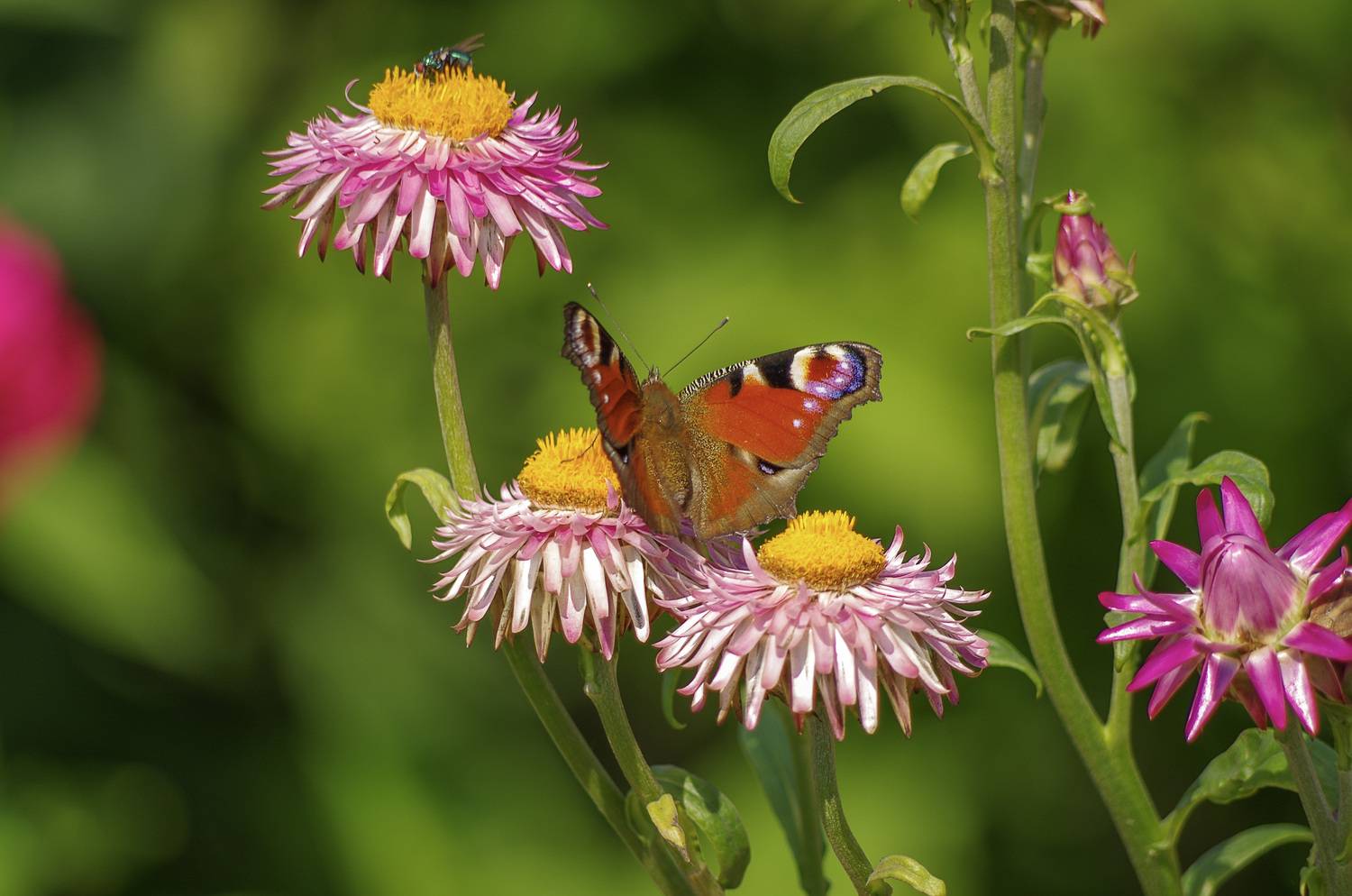 , Михаил Измайлов