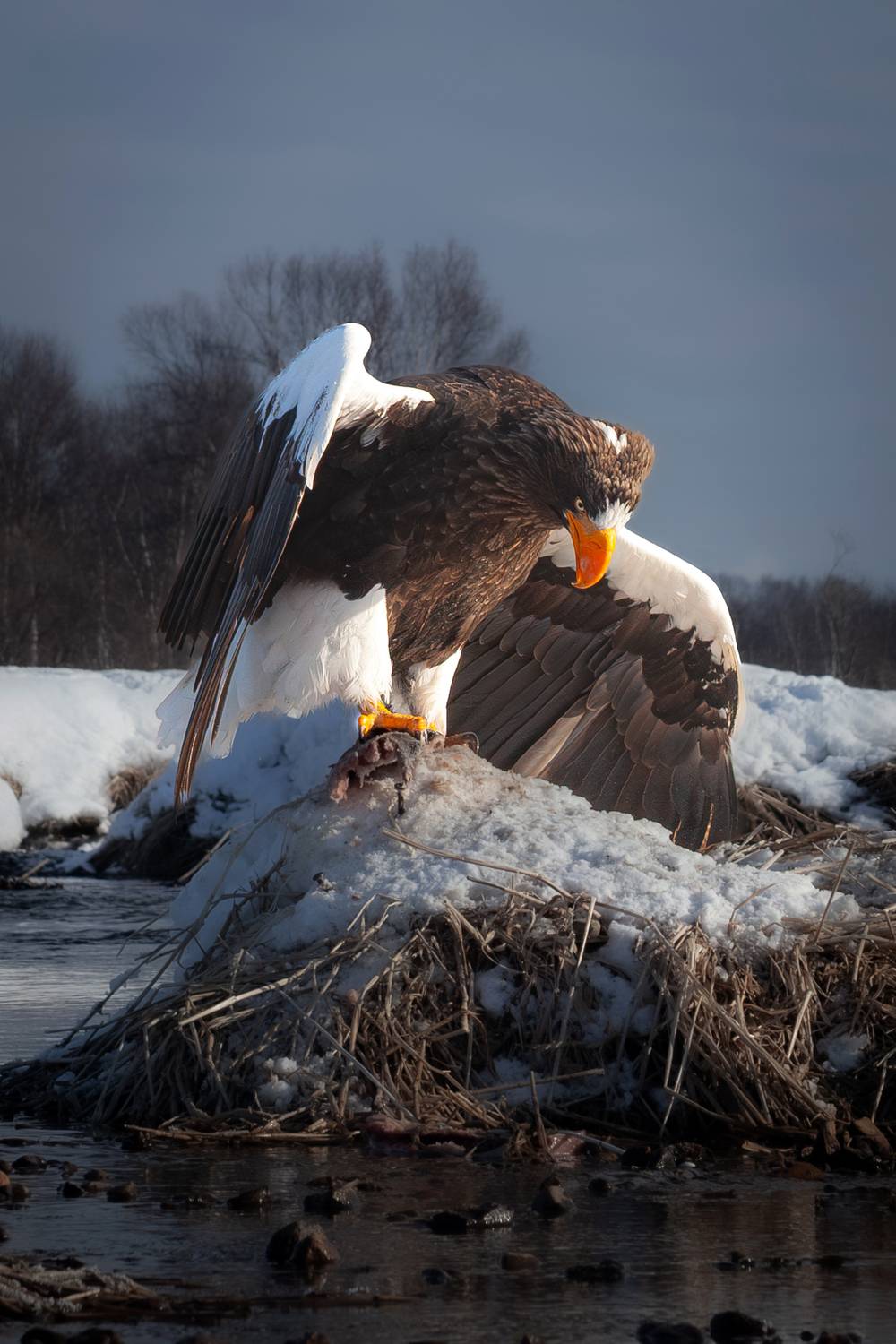 Камчатка , Будьков Денис